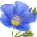 Flax Fragrances - Shop inspired-by fragrances at Fragrenza