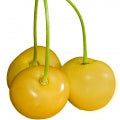 Yellow Cherry