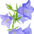 Bellflower Fragrances - Shop inspired-by fragrances at Fragrenza