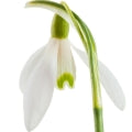 Snowdrops Fragrances - Shop inspired-by fragrances at Fragrenza