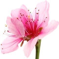 Illustration representing Cherry Blossom Fragrances
