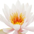 Water Lily Fragrances