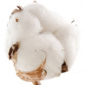 Illustration representing Cotton Flower Fragrances