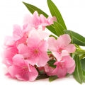 Nerium Oleander Fragrances - Shop inspired-by fragrances at Fragrenza