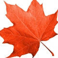 Maple Fragrances