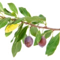 Plum Tree Fragrances - Shop inspired-by fragrances at Fragrenza