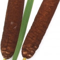 Bulrush Fragrances - Shop inspired-by fragrances at Fragrenza