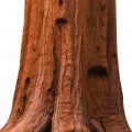 Sequoia Fragrances - Shop inspired-by fragrances at Fragrenza