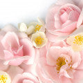 Illustration representing Floral Notes Fragrances