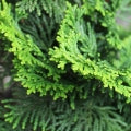 Hinoki Wood Fragrances - Shop inspired-by fragrances at Fragrenza