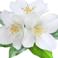 White Flowers Fragrances