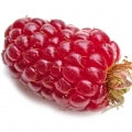 Tayberry