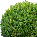 Buxus Fragrances - Shop inspired-by fragrances at Fragrenza