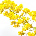 Siam Fragrances - Shop inspired-by fragrances at Fragrenza