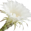 Night Blooming Cereus Fragrances - Shop inspired-by fragrances at Fragrenza