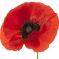 Poppy Fragrances - Shop inspired-by fragrances at Fragrenza