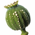 Opium Fragrances - Shop inspired-by fragrances at Fragrenza