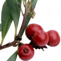 Bearberry Fragrances - Shop inspired-by fragrances at Fragrenza