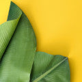 Amyl Salicylate Fragrances - Shop inspired-by fragrances at Fragrenza