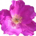 Rose Japanese Hamanasu Fragrances - Shop inspired-by fragrances at Fragrenza