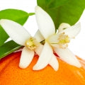 Tangerine blossom