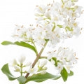 Privet Fragrances - Shop inspired-by fragrances at Fragrenza