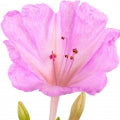 Mirabilis Fragrances - Shop inspired-by fragrances at Fragrenza