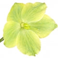 Hellabore Flower Fragrances - Shop inspired-by fragrances at Fragrenza