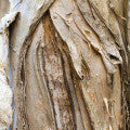 Paperbark