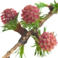 Larch Fragrances - Shop inspired-by fragrances at Fragrenza