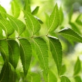 Neem Fragrances - Shop inspired-by fragrances at Fragrenza