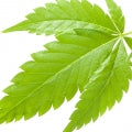 Cannabis Fragrances - Shop inspired-by fragrances at Fragrenza