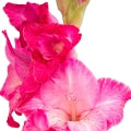 Gladiolus Fragrances