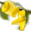 Lydia Broom Fragrances - Shop inspired-by fragrances at Fragrenza