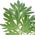 Wormwood Fragrances - Shop inspired-by fragrances at Fragrenza