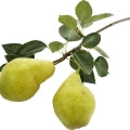 Pear Tree Fragrances - Shop inspired-by fragrances at Fragrenza