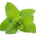 Lemon Balm Fragrances - Shop inspired-by fragrances at Fragrenza