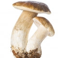 Cepes