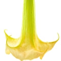 Angel's Trumpet