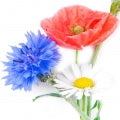 Wildflowers Fragrances - Shop inspired-by fragrances at Fragrenza