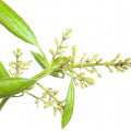 Mango blossom