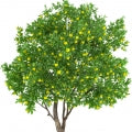 Illustration representing Lemon tree Fragrances