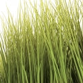 Reed Fragrances - Shop inspired-by fragrances at Fragrenza