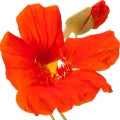 Nasturtium Fragrances - Shop inspired-by fragrances at Fragrenza