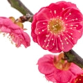 Plum blossom