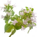 Oregano note