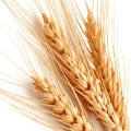 Wheat Fragrances - Shop inspired-by fragrances at Fragrenza