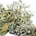 Oakmoss Fragrances - Shop inspired-by fragrances at Fragrenza
