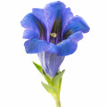 Encian Fragrances - Shop inspired-by fragrances at Fragrenza