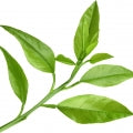 Illustration representing Petitgrain Fragrances
